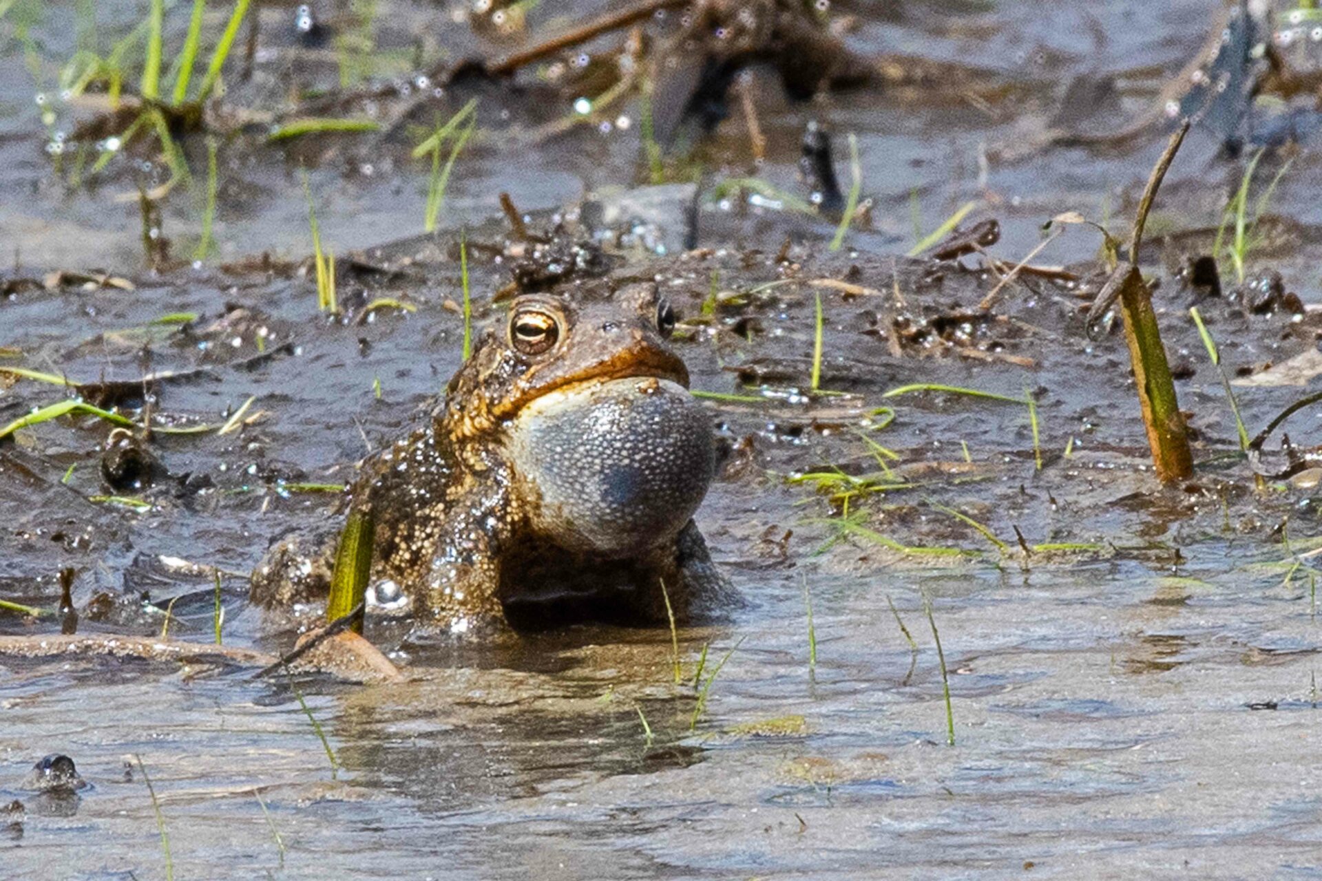 American Toad calling